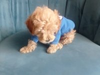 Erkek tuvalet eğitimli maltipoo