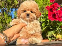 ORJİNAL GÜLER YÜZLÜ MALTİPOO YAVRUM