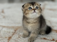 Oyun Meraklısı scottish fold Minnoşlar