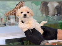 Irk Ve Sağlık Garantili Maltipoo Bebekler