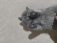 Minik british shorthair kız