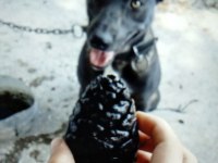 Şecereli Belçika Malinois