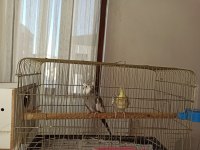Yavru Alınmış Çift Sultan Papağanı