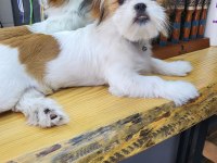 5 aylık Safkan Erkek shih tzu