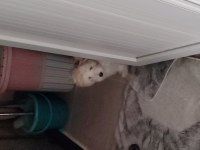 İsmi Ares Çok Akıllı Bir Köpek 3 Aylık Erkek