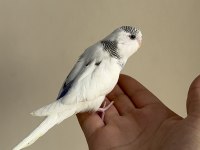 BEBEK MUHABBET KUŞU YENİ YEME DÜŞMÜŞ