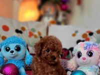 Şecereli Mini Boy Kore Toy Poodle Yavrularımız