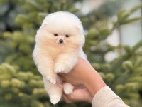 Baby face pomeranian yavrular