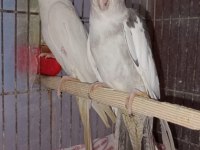 Albino takım ve wifi takım sultan papağanı