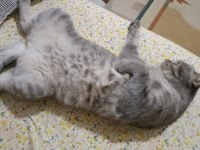 Scottish Fold Silver Yumak İçin Ömürlük Yuva Arıyoruz