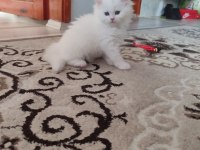 1.5 aylık 5tane yavru kedimiz