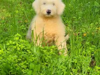 Muhteşem zeki ve güzellikte merle doodle yavrumuz