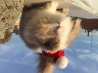 1 YAŞINDA HOLLANDA TEDDY LOP TAVŞAN SAHİPLENDİRME
