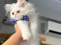 Irk garantili british longhair bebeklerim