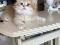 Golden ny12 dişi British Longhair Show kalite