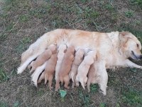AKKUŞ ÜRETİM ÇİFTLİĞİNDEN GOLDEN RETRİEVER YAVRULARI