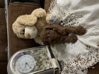 Dark red brown poodle yavrular
