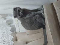 Prenses kızımız şila 2020 doğum yetişkin dişi scottish fold
