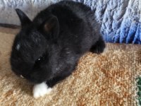 Netherland dwarf Hollanda cücesi tavşan