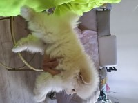 Çok iyi kalite dişi pomeranian
