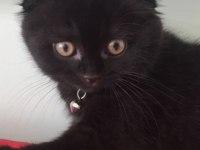 Minik puma görünümlü siyah scottish fold