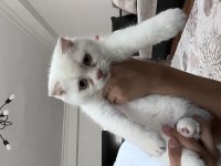 3 Aylık Kedilerimiz
