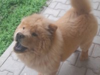 4 aylık erkek çin aslanı