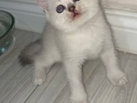 Scottish fold ve scottish straight bebekler