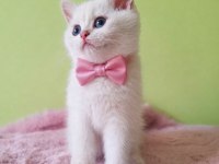British Shorthair Kedisi