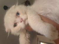 3 aylık longhair fold yavrumuz