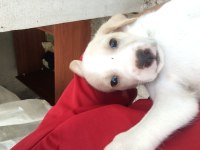 Maltipoo yavru 40 günlük