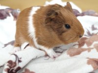 Guinea pigler
