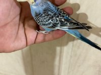 Son bir haftada yeme düşen çekoslovak bebek kuşlar