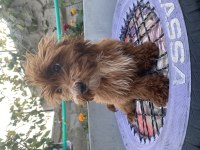 14 ŞUBAT DOĞUMLU RED ERKEK MALTIPOO