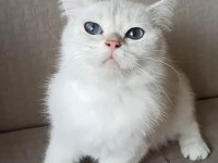 2 yaşında british shorthair