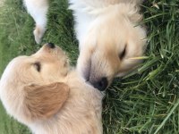 Yavru Golden Retriever Köpeklerimiz
