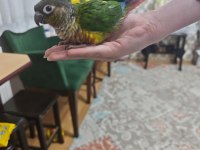 Konur papağanı ele alışkın