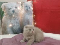 Scottish fold LİLAC yavrumuz