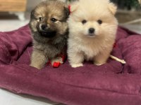 Pomeranian bebelerimiz