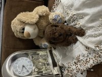 Dark red brown poodle yavrular