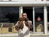 shoooowwww maltipoo yavrular ankara mağazamızda
