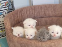 ANNE ALTINDAN VETERİNER HEKİM KONTROLLÜ KEDİLER