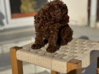 Petmode köpek çiftliğinden tea cup kore poodle