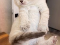 Safkan british shorthair ve scottish fold yavrular