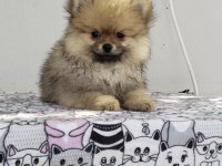Küçük pomeranian ayıcıklar