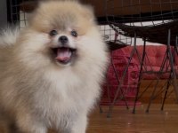 POMERANIAN BOO ORANGE ERKEK