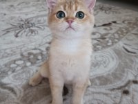Golden cat british shorthair