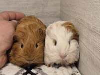 Safkan sheltie guinea pig bebekler
