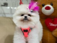 Şecere belgeli pomeranian cinsi bebekler