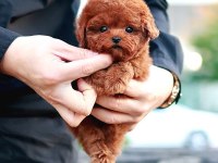 TOY POODLE YAVRULARIM